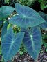 vignette Colocasia esculenta var. antiquorum Illustris