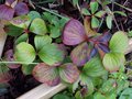 vignette Cornus canadensis ,  'Quatre-temps' ,