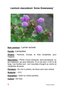vignette Lamium maculatum 'Anne Greenaway'