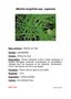 vignette Mentha longifolia ssp. capensis