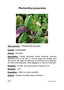 vignette Plectranthus purpuratus