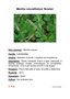 vignette Mentha rotundifolia 'Bowles'