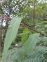 vignette Epilobium anguistufolium
