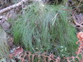 vignette Carex sylvatica ?