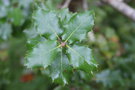 vignette Quercus chrysolepis