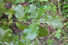 vignette Quercus dolicholepis