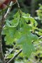 vignette Quercus robur ssp. pedunculiflora = Q. haas