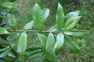 vignette Quercus sessilifolia