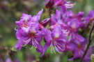 vignette Rhododendron trichanthum 'Honey Wood'