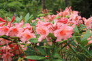 vignette Rhododendron 'Tortoiseshell Orange'