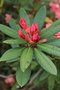 vignette Rhododendron 'Tortoiseshell Orange' en boutons