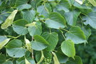 vignette Tilia japonica