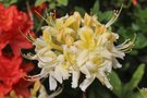 vignette Rhododendron  identifier
