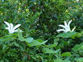 vignette Bauhinia grandiflora au 14 09 16