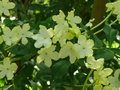 vignette Brunfelsia undulata