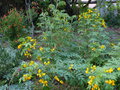 vignette Cassia floribunda et Anisacanthus quadrifidus wrightii au 09 09 16