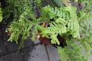 vignette Dryopteris affinis 'Polydactyla Dadds'