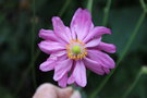 vignette Anemone hupehensis var. japonica 'Pamina'