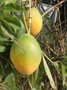 vignette Passiflore Caerulea (fruits)