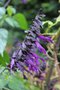 vignette Salvia 'Purple Majesty'