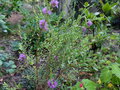 vignette Melaleuca thymifolia qui refleurit au 24 08 16