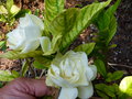 vignette Gardenia jasminoides Summer snow gros plan parfumé
