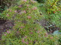 vignette Rhododendron macrosepalum linearifolium au 07 10 16