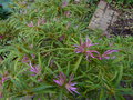vignette Rhododendron macrosepalum linearifolium au 28 09 16