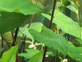 vignette Colocasia esculenta 'Black Stern'