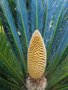 vignette Cycas revoluta (cne mle)