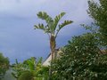 vignette Strelitzia nicola, fleur sous l'orage