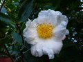 vignette Camellia sasanqua Fukuzutsumi premres fleurs autre gros plan au 08 10 16