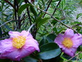vignette Camellia sasanqua Plantation pink premres fleurs gros plan au 08 10 16