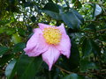 vignette Camellia sasanqua Plantation pink premres fleurs autre gros plan au 08 10 16