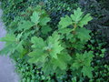 vignette Hydrangea quercifolia - Hortensia  feuille de chne