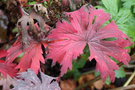 vignette Geranium pratense 'Marshmallow' en automne