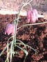 vignette Fritillaria melaegris