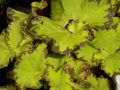 vignette Begonia erythrophylla ?