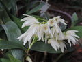 vignette Dendrobium kingianum ( hybride blanc )