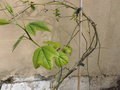 vignette Passiflora herbertiana