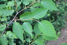 vignette Betula albosinensis ?