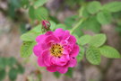 vignette Rosa rubiginosa ssp. dimorphacantha