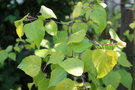 vignette Betula pendula ssp. pendula Schneverdingen Goldbirke