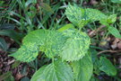 vignette Hydrangea macrophylla 'Devon Cream'