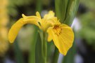 vignette Iris pseudacorus japonica form