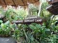 vignette Maetaman - Camp d'lphants