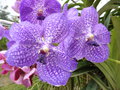 vignette Vanda - Ferme des orchides