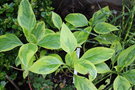 vignette Hydrangea macrophylla 'Coup de Coeur'