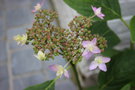 vignette Hydrangea macrophylla cv.