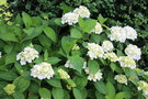 vignette Hydrangea macrophylla 'Madame Mouilliere'